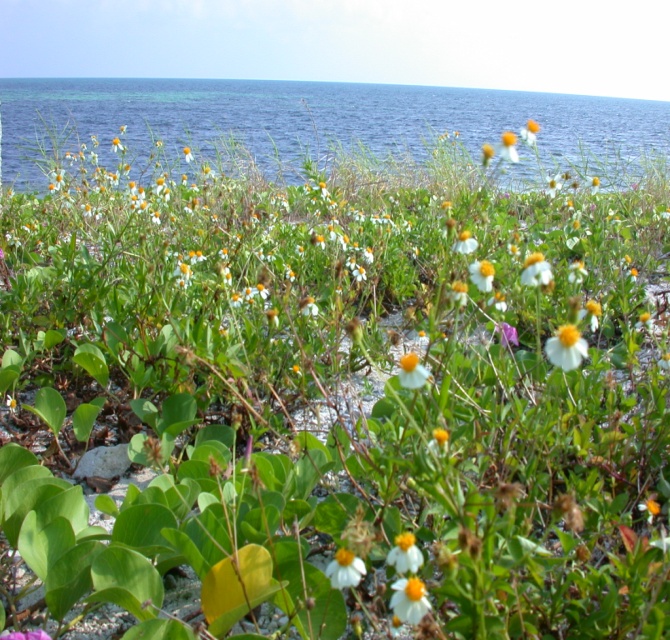 東沙島的陸域生物相對於海上的動植物，種類稍微稀少。植物皆為熱帶性植物，主要植被以蔓性爬藤植物及矮小灌木居多