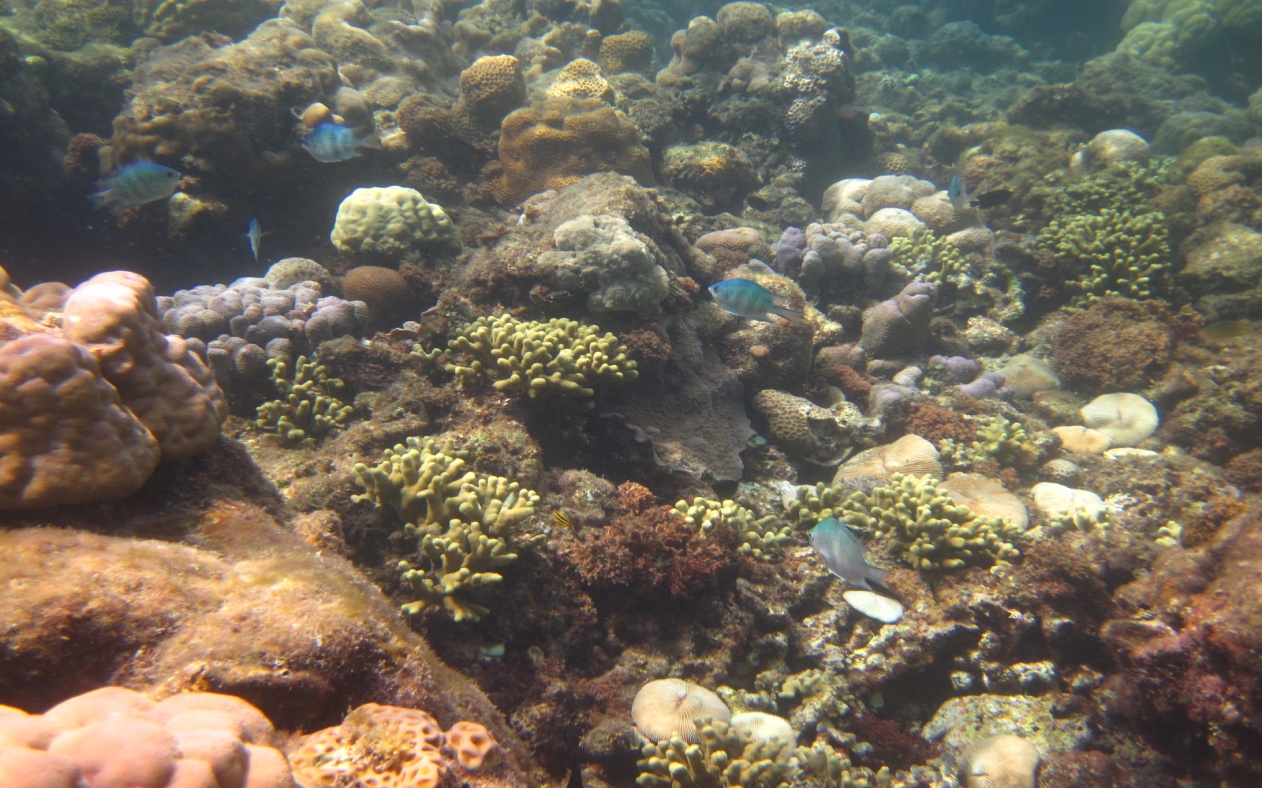 東沙島附近熱帶性海藻豐富，目前可知的珊瑚有300種、海藻120種。動物方面，除珊瑚外，另有甲殼類動物、棘皮動物、軟體動物等無脊椎動物及魚類等