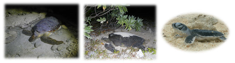 高雄市政府更把太平島劃設為海龜繁殖保育區的中心，圖為綠蠵龜上岸產卵
