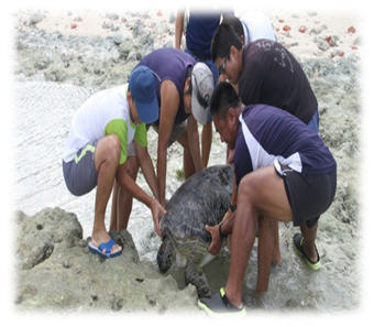 協助迷途或擱淺的綠蠵龜，自89年迄今，本署南沙指揮部共計救援279次，2,008隻