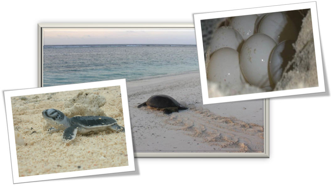 綠蠵龜是太平島上害羞的訪客，特別是在五至十月份的夜晚，它們會緩緩地匍匐在太平島的北岸，尋找適合產卵的蔽所
