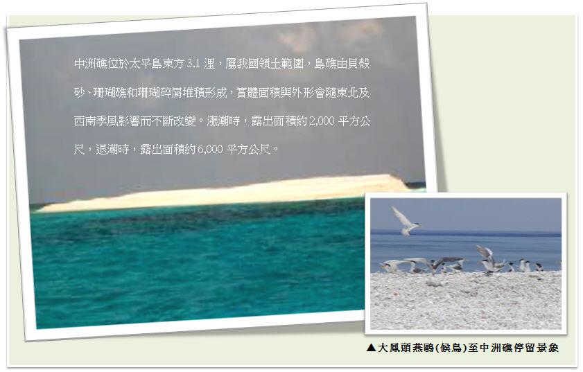 圖右上:大鳳頭燕鷗(候鳥)至中礁停留景象；圖左:請參照下方文字說明