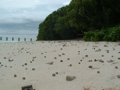 為確保綠蠵龜登島產卵路徑暢通，指揮部清除沙灘刺絲