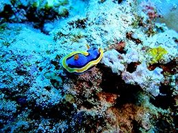 綠島海域可發現315種魚類、176種石珊瑚、27種軟珊瑚、700種以上貝類、400種以上迷你貝及多種海洋無脊動物
