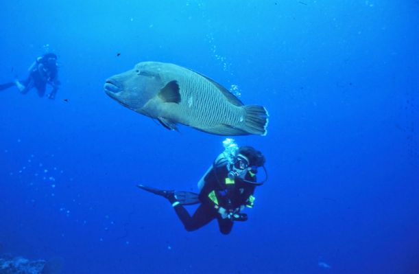綠島海域可發現315種魚類、176種石珊瑚、27種軟珊瑚、700種以上貝類、400種以上迷你貝及多種海洋無脊動物