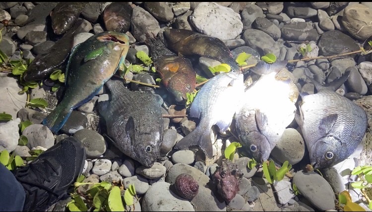 富山保育區違規採捕，緝獲之漁獲