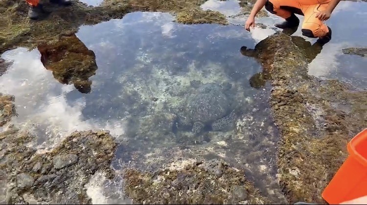 綠蠵龜擱淺