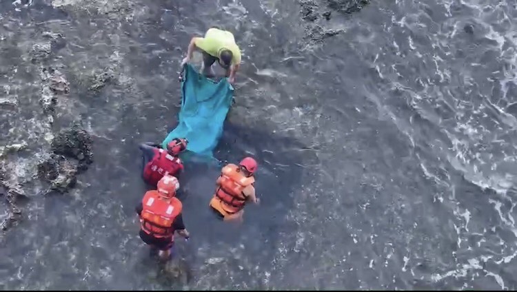 運用帆布拖帶方式，成功將受困海龜送回大海
