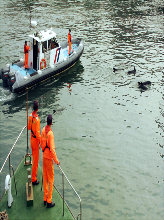 小鯨豚迷航高雄港  海巡護送返回大海