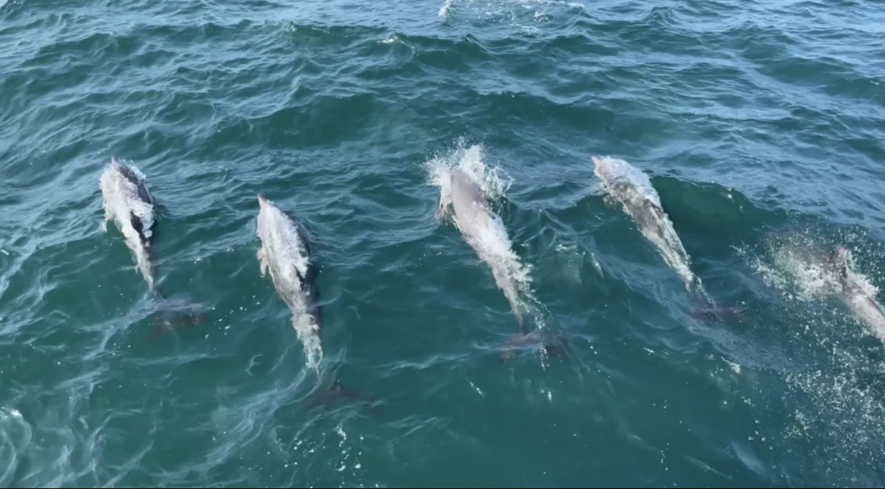 Hundreds of dolphins appeared in Taichung waters