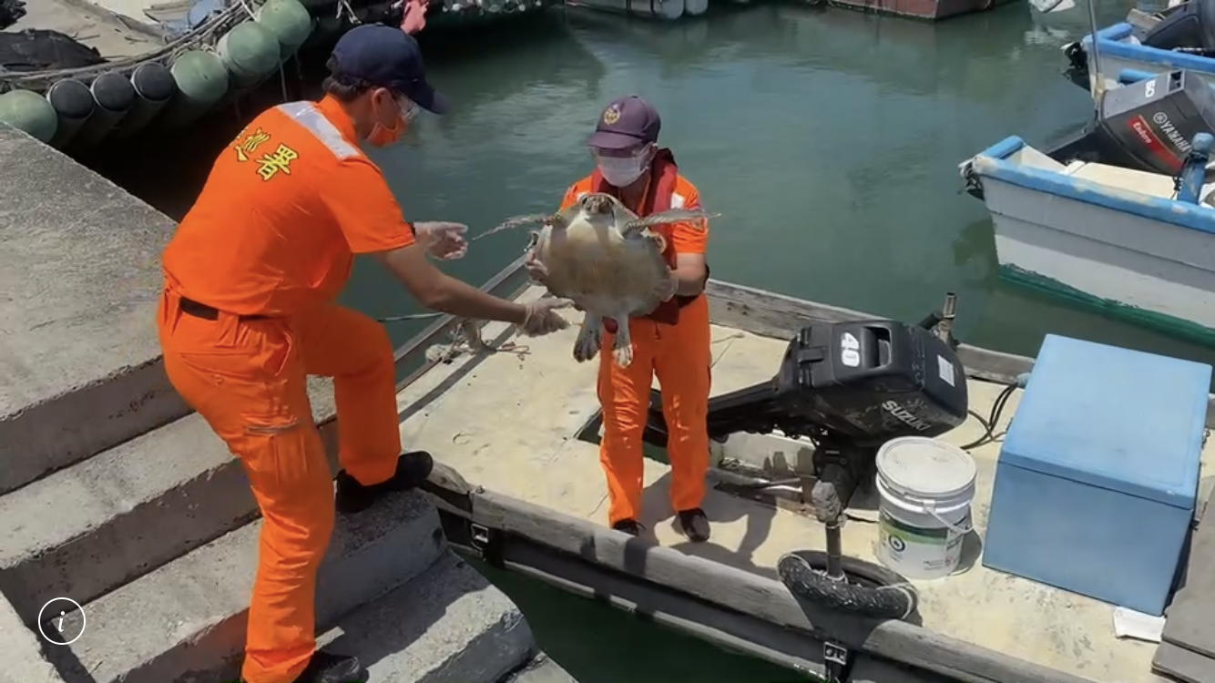 雲林漁民誤捕綠蠵龜 海巡協助安置後送檢查