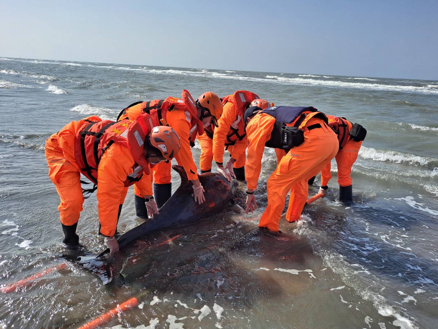 臺南王爺港沙洲保育類「糙齒海豚」擱淺　海巡動員急搶救