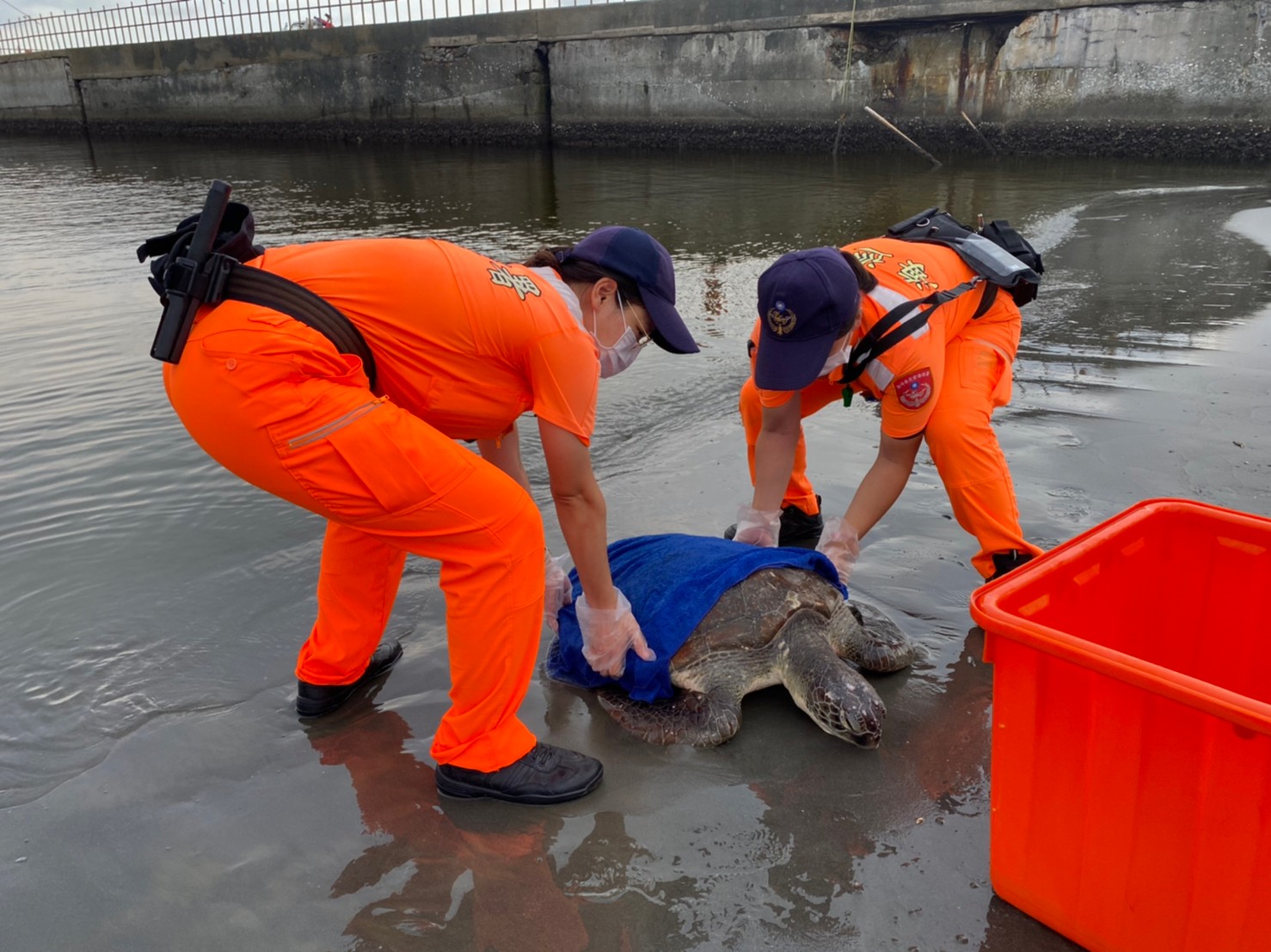 保育類綠蠵龜受困擱淺　海巡、海保署全力救援