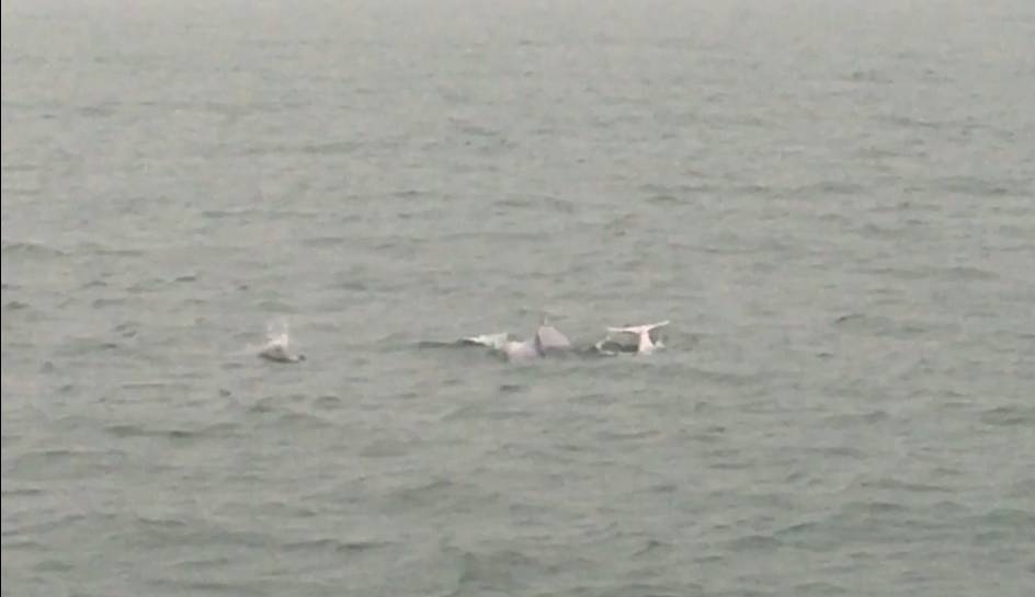 布袋海巡隊海上觀測 守護瀕危粉紅白海豚