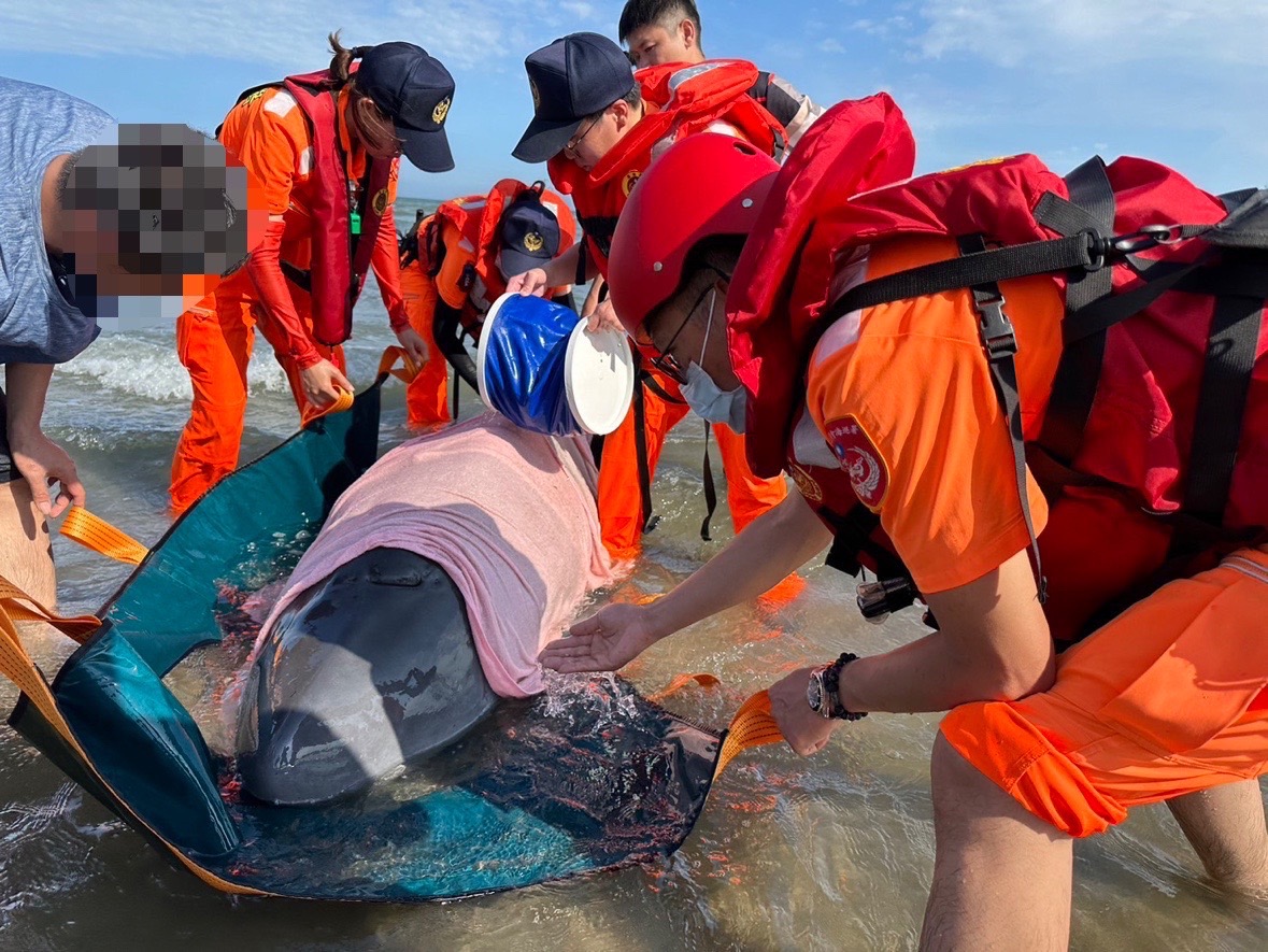 苑裡沙灘驚現小抹香鯨 海巡及熱心民眾成功救援