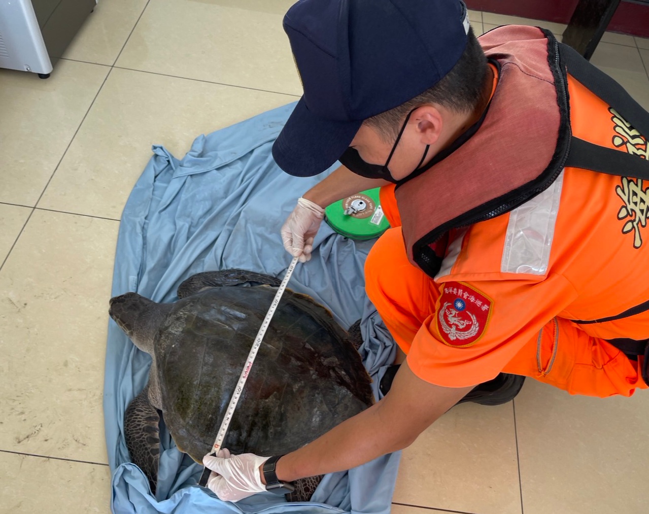 保育類欖蠵龜受困海面　海巡、漁民保育救援不遺餘力