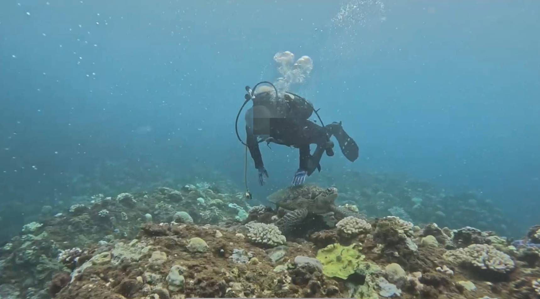 墾丁潛水客違法觸摸海龜　海巡循線追查