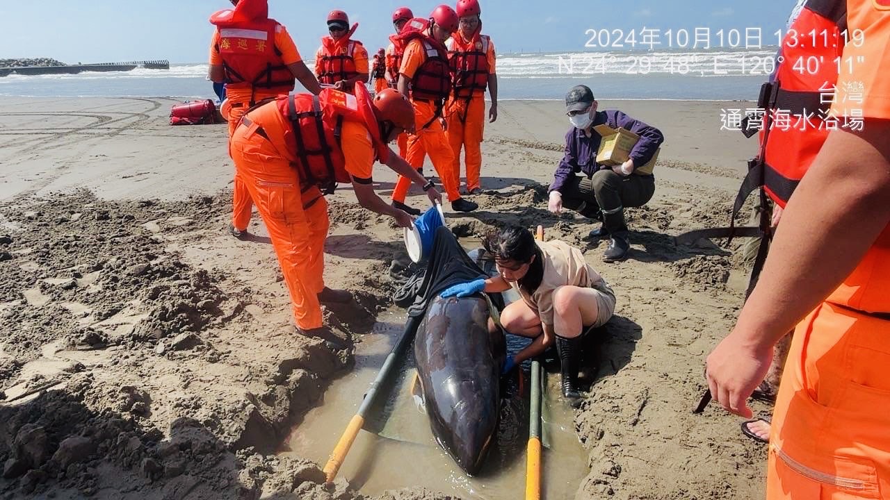 國慶日通霄海岸救援行動 成功救助擱淺瓜頭鯨