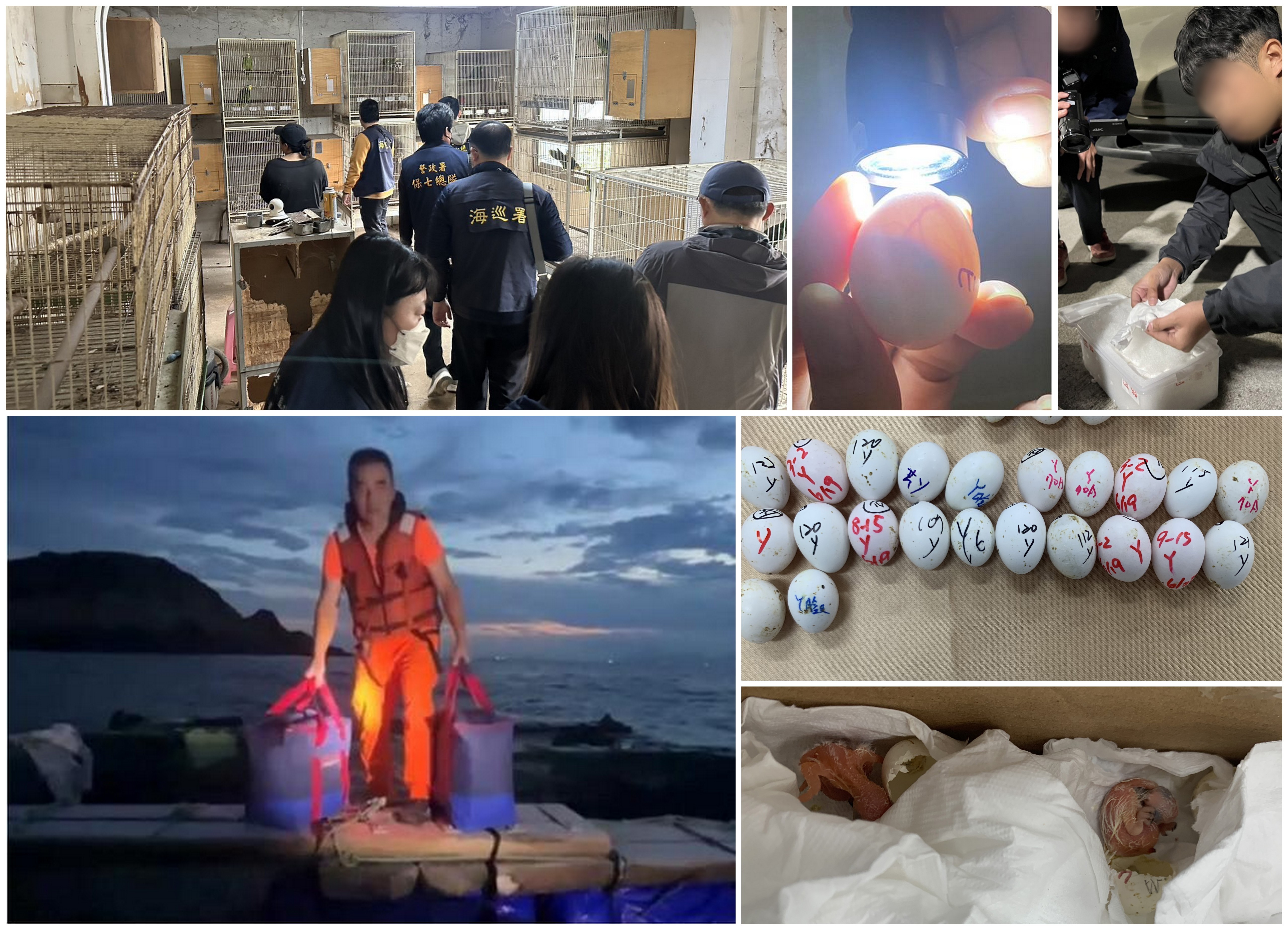 非法走私保育禽鳥活體   海巡破獲跨境犯罪集團