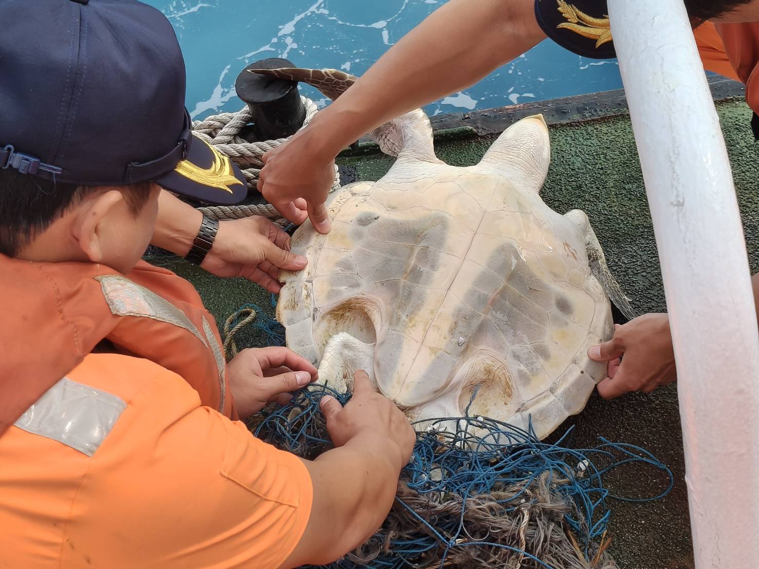 海龜受困漁網   高雄海巡隊迅速救援野放