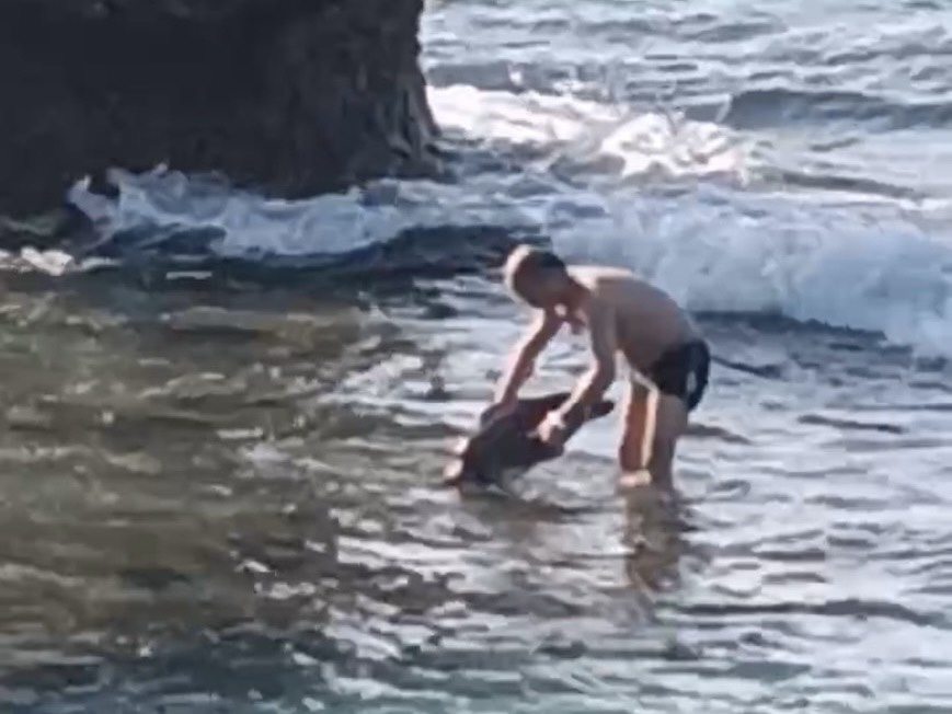 中國籍人士小琉球違法碰觸海龜　海巡依法追查送辦