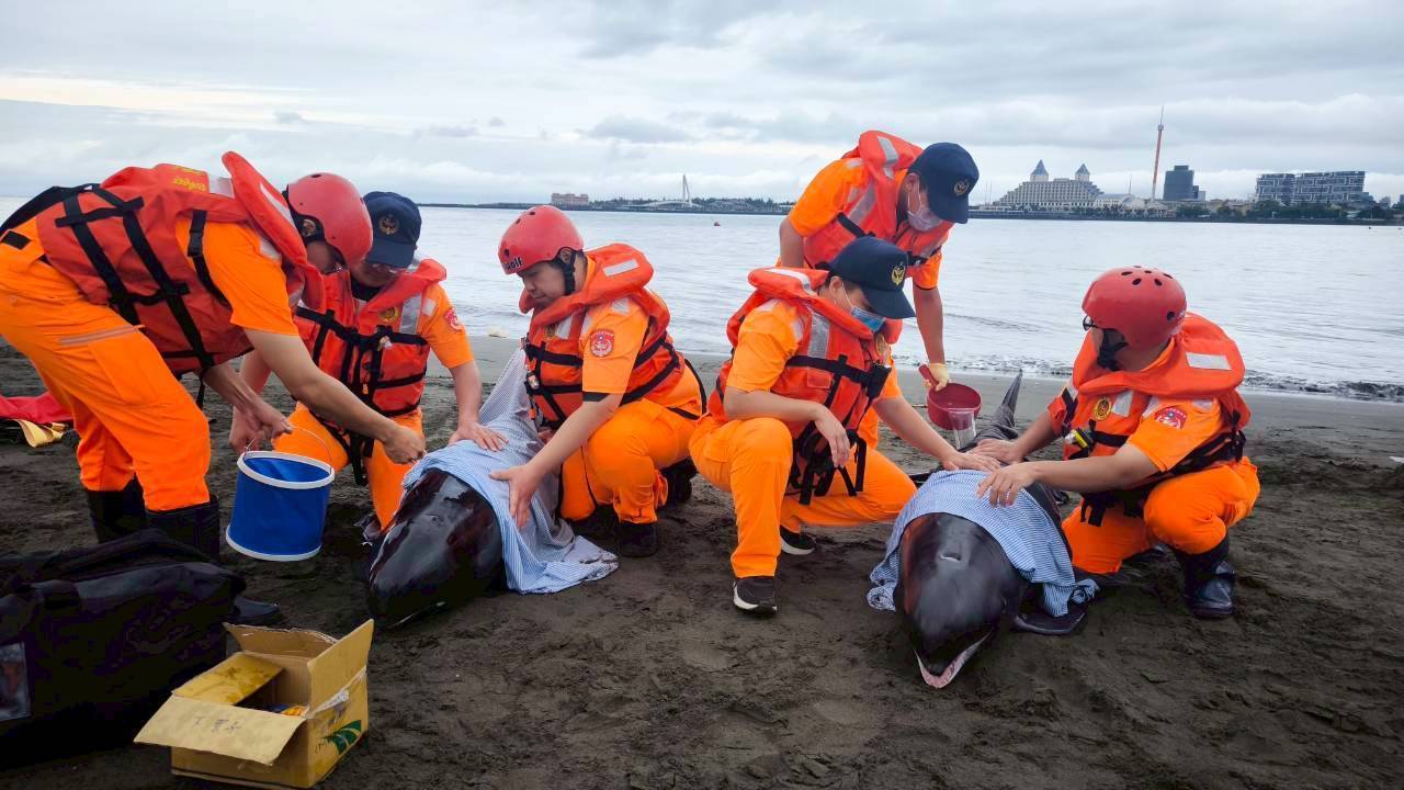 4小虎鯨八里擱淺 海巡、海保、民間攜手救援