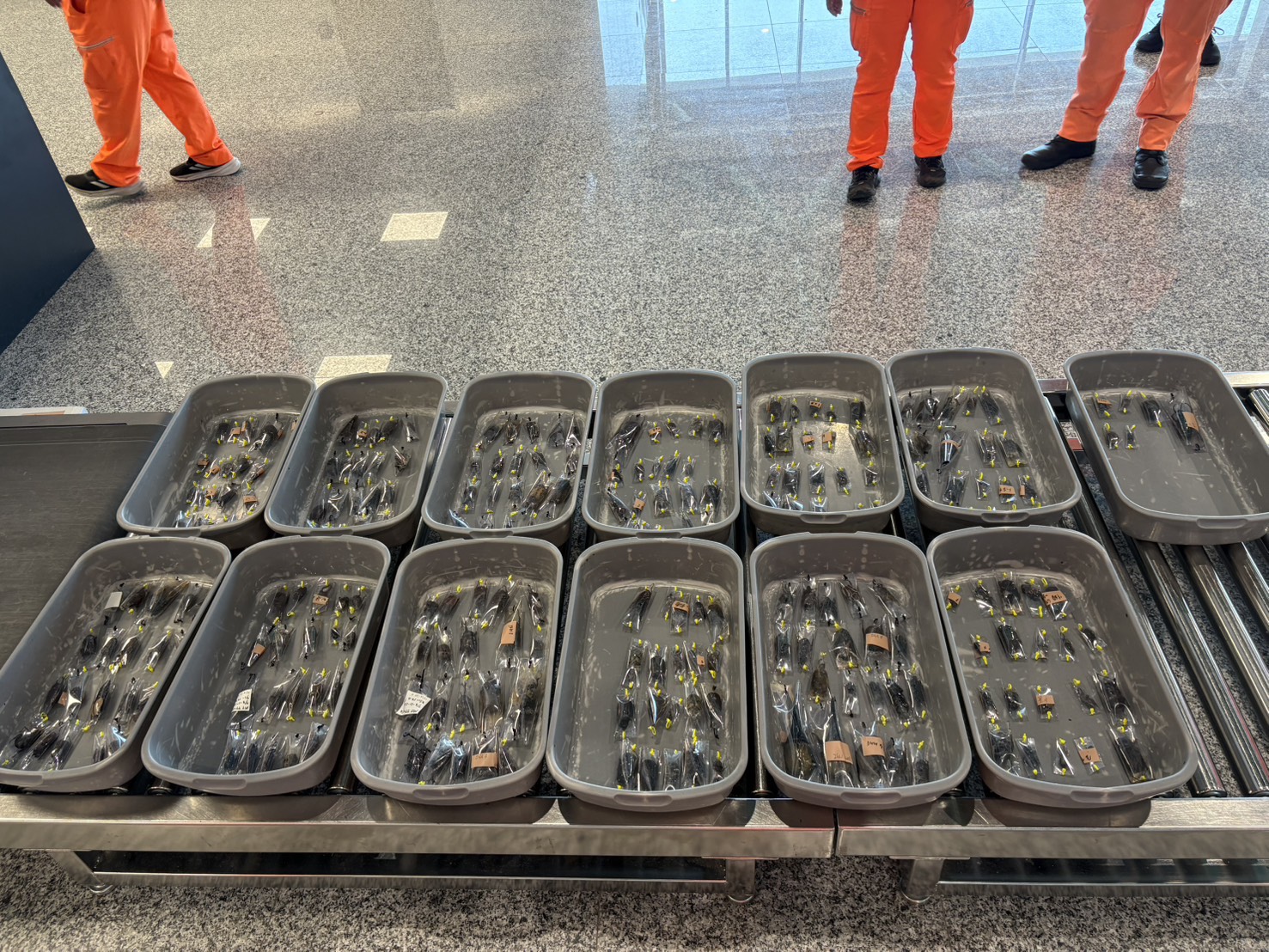 國籍旅客夾藏248隻活體甲蟲欲闖關小三通 金門海巡運用X光機當場查獲依法函送裁處