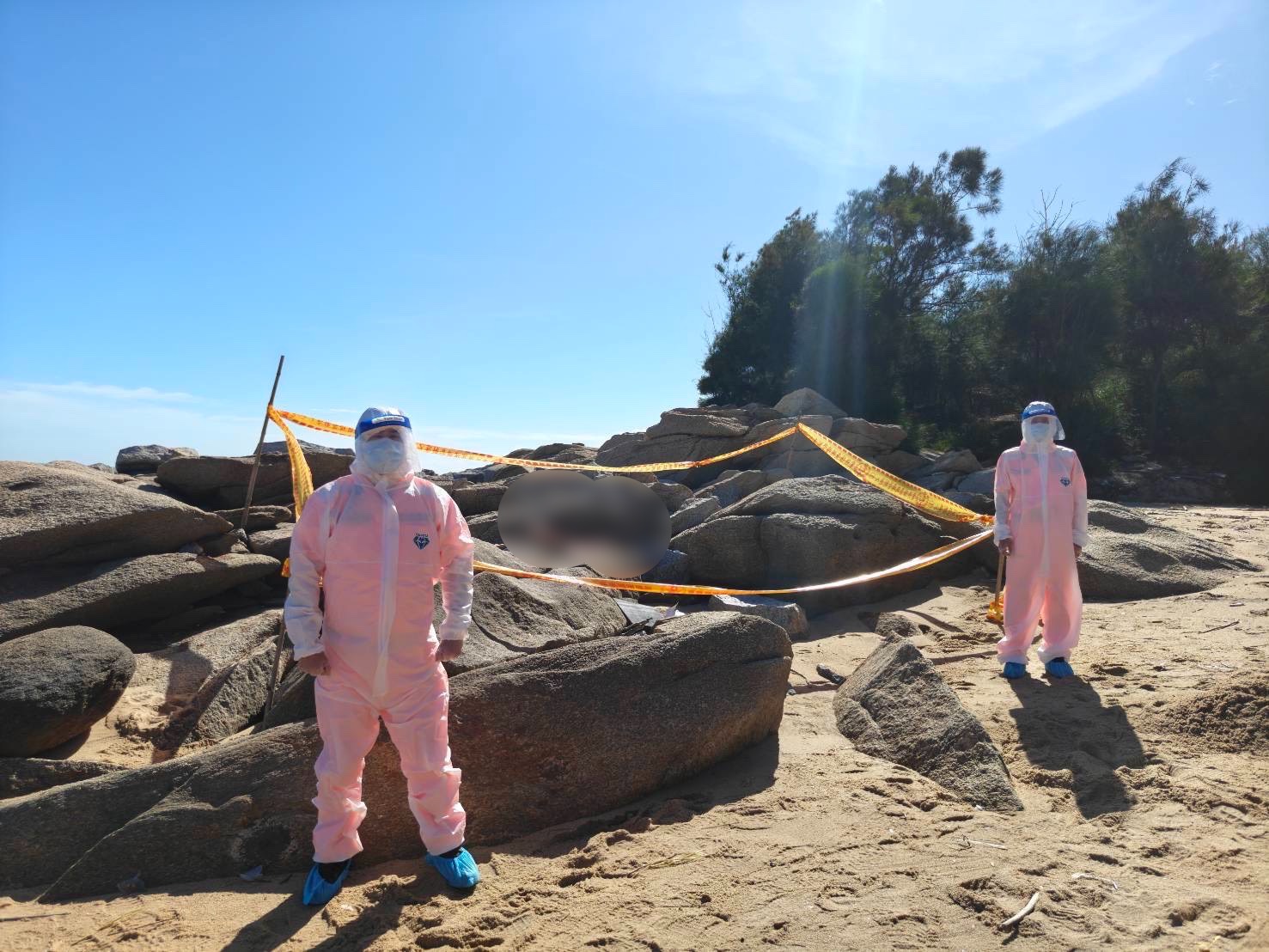海巡嚴守邊境防疫最前線 金門岸際發現海漂豬非洲豬瘟陽性案例 海巡署全面啟動防堵應變機制