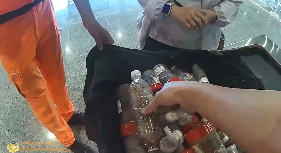 金門岸巡強化科技安檢 近一個月兩度攔截旅客夾藏活體甲蟲闖關小三通 從嚴查檢絕不寬貸
